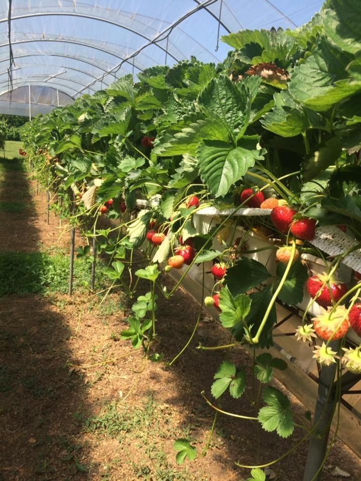 קיארי Corte Breda, Agriturismo Bed&Breakfast מראה חיצוני תמונה