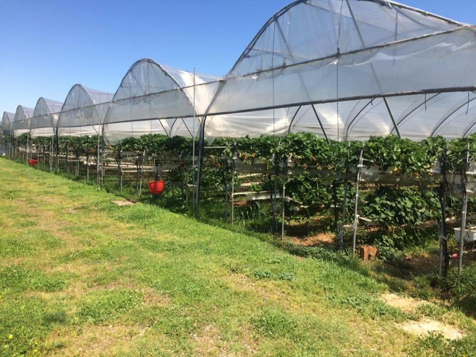 קיארי Corte Breda, Agriturismo Bed&Breakfast מראה חיצוני תמונה
